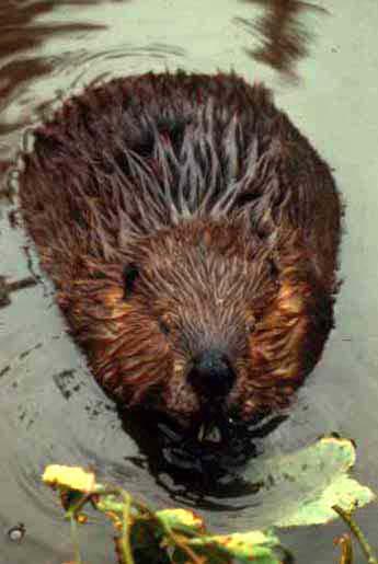 beaver.jpg